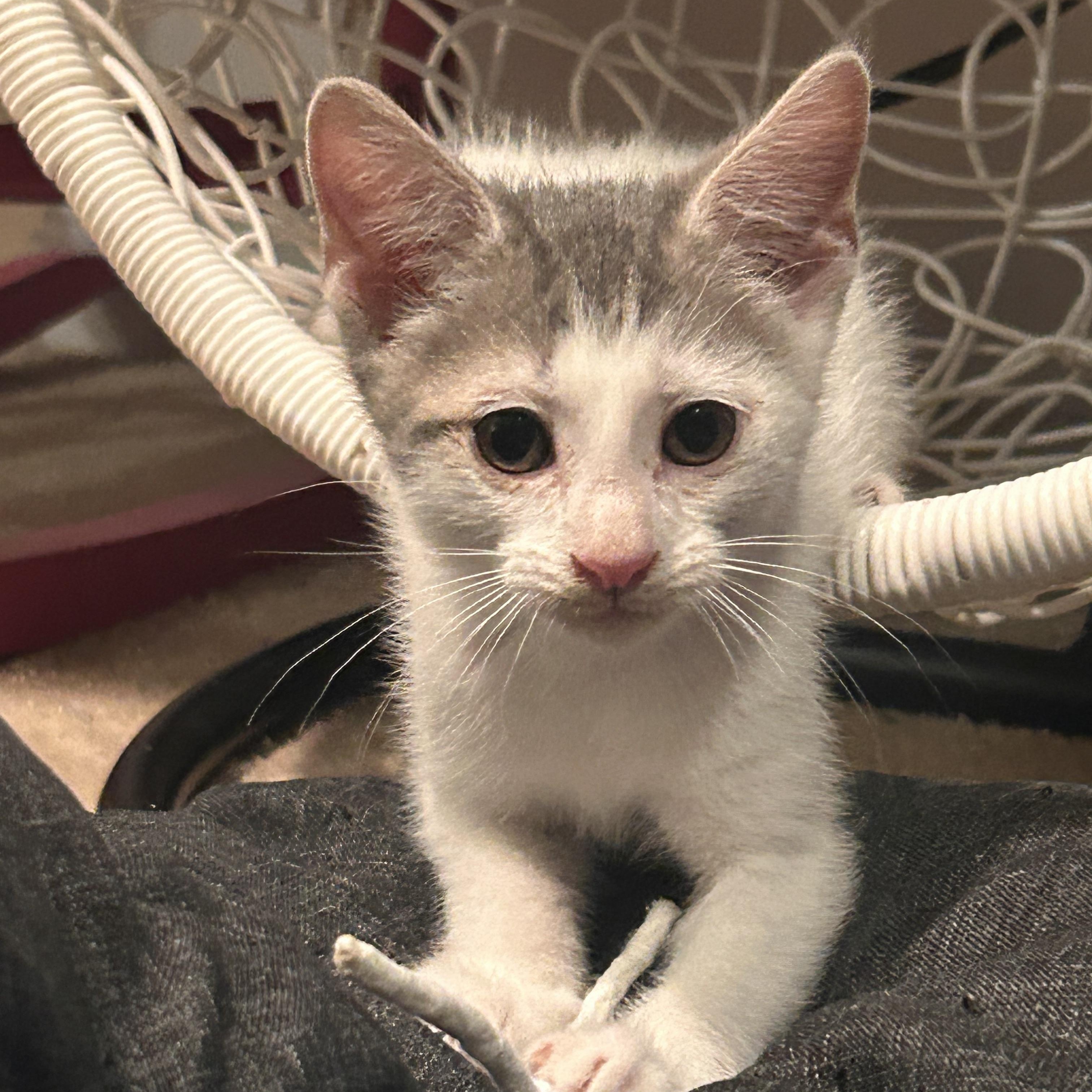 Enlarge River, a Adoptable Domestic Short Hair in Gerrardstown, WV image 4/6