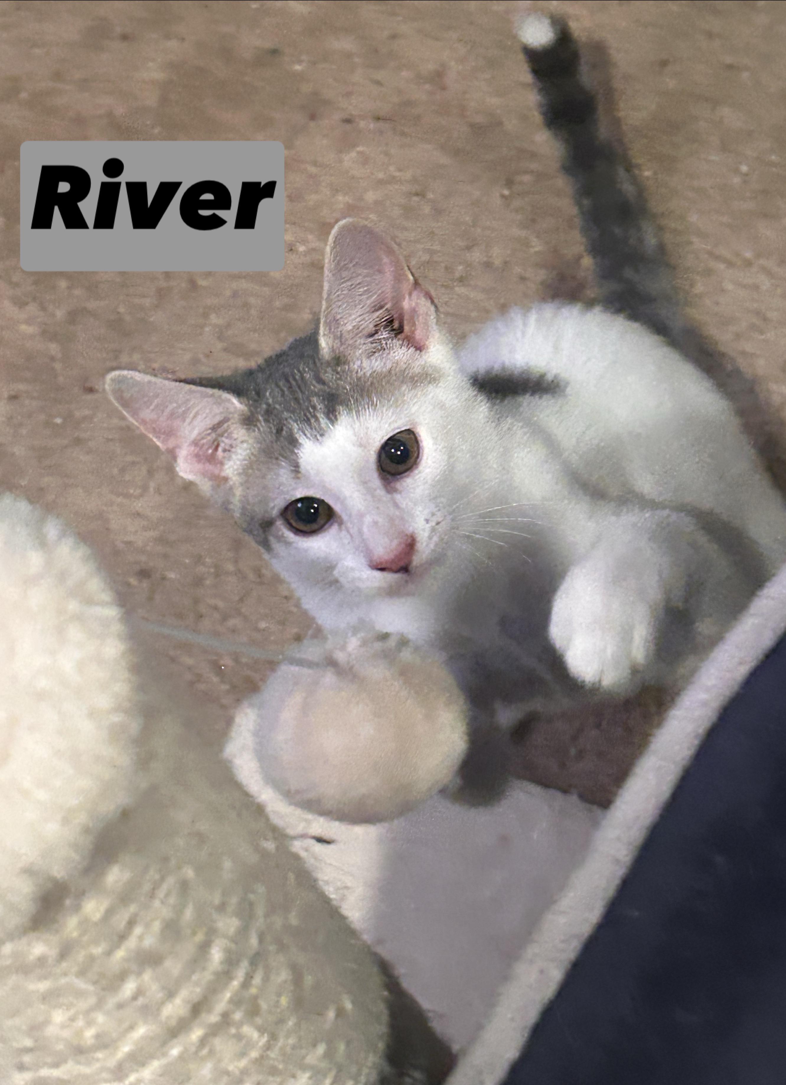 Enlarge River, a Adoptable Domestic Short Hair in Gerrardstown, WV image 1/6