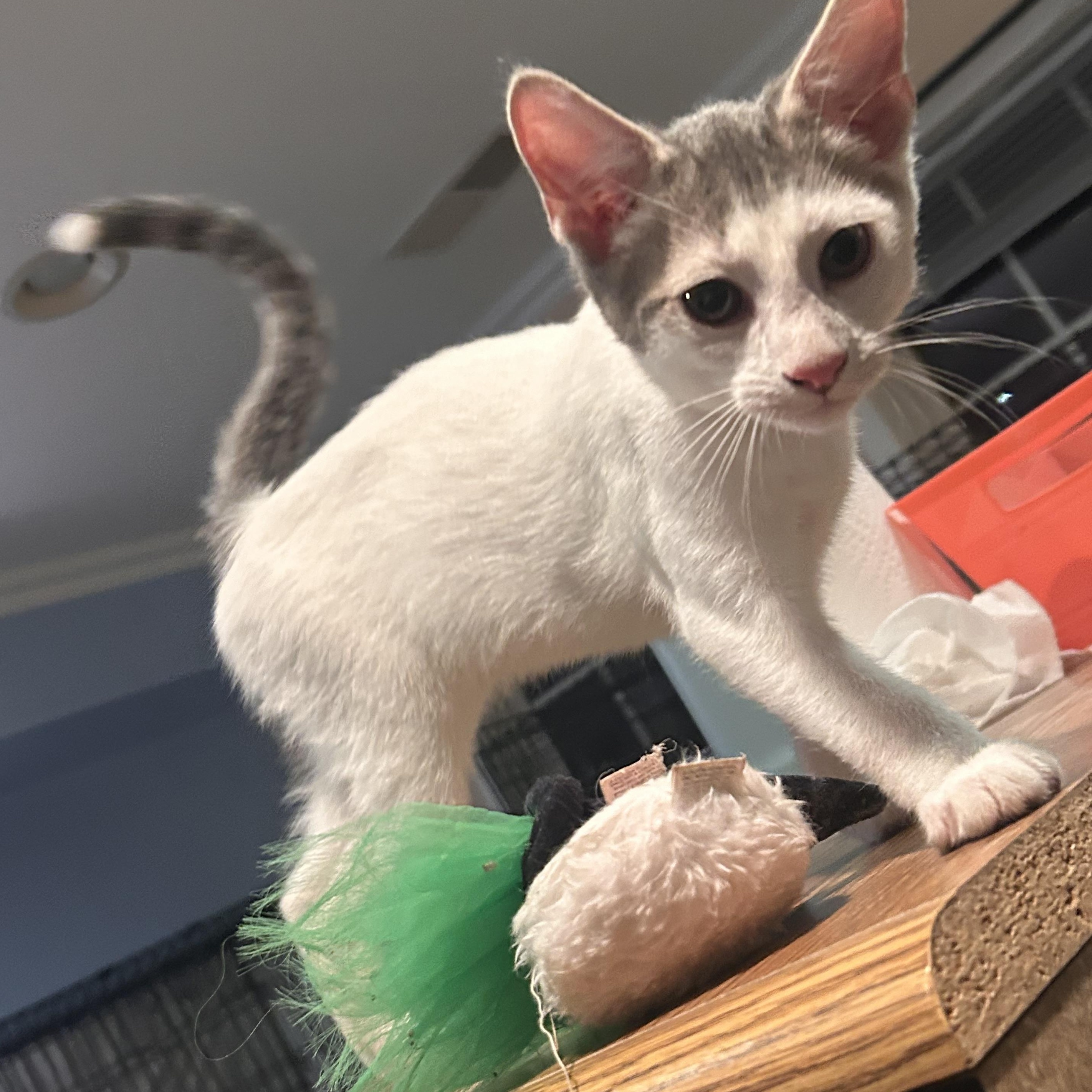 Enlarge River, a Adoptable Domestic Short Hair in Gerrardstown, WV image 5/6