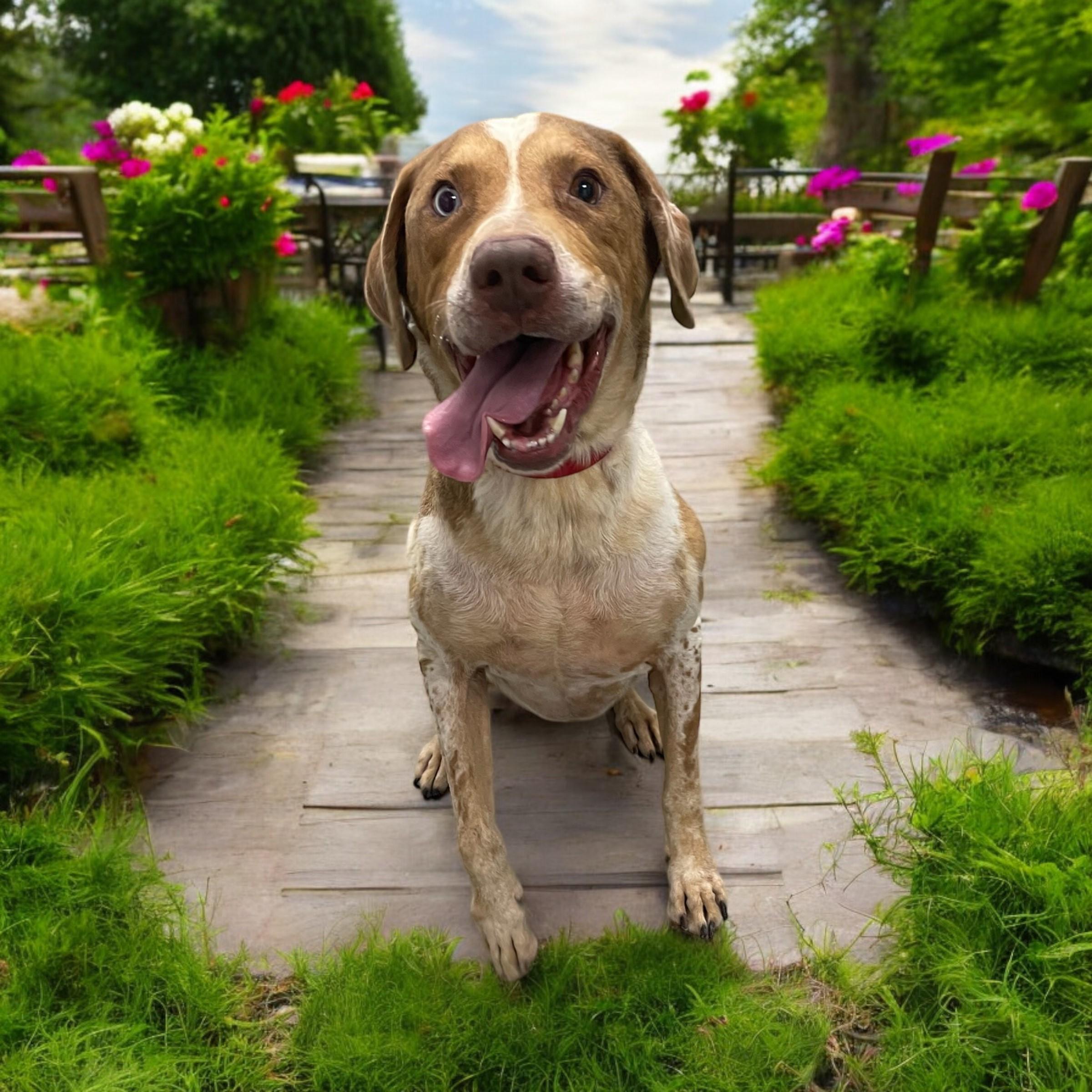 Wyatt, an adoptable Catahoula Leopard Dog in Williston, VT, 05495 | Photo Image 2
