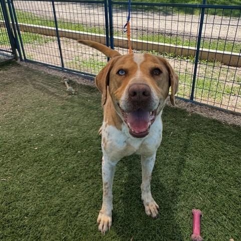 Wyatt, an adoptable Catahoula Leopard Dog in Williston, VT, 05495 | Photo Image 5