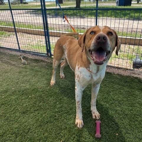 Wyatt, an adoptable Catahoula Leopard Dog in Williston, VT, 05495 | Photo Image 3