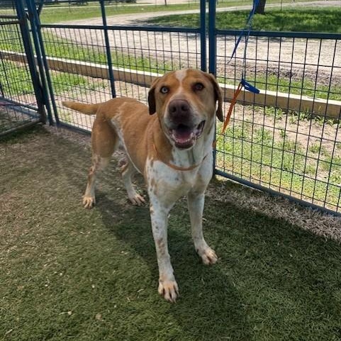 Wyatt, an adoptable Catahoula Leopard Dog in Williston, VT, 05495 | Photo Image 4