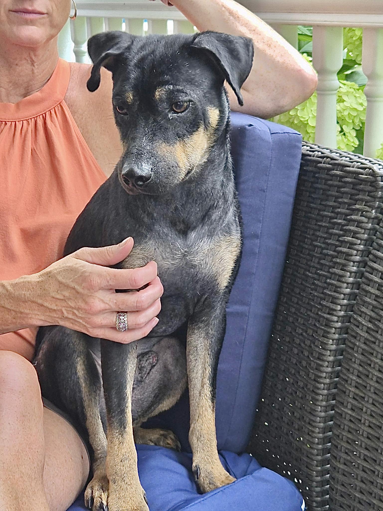 Enlarge Henry, a ADOPTABLE mixed breed in Barnegat, NJ image 1/5