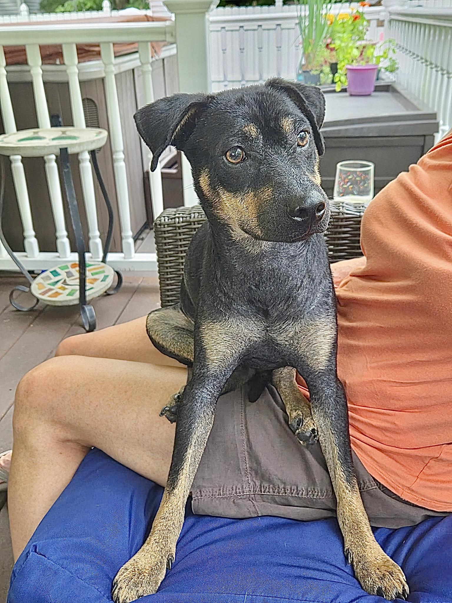 Enlarge Henry, a ADOPTABLE mixed breed in Barnegat, NJ image 5/5