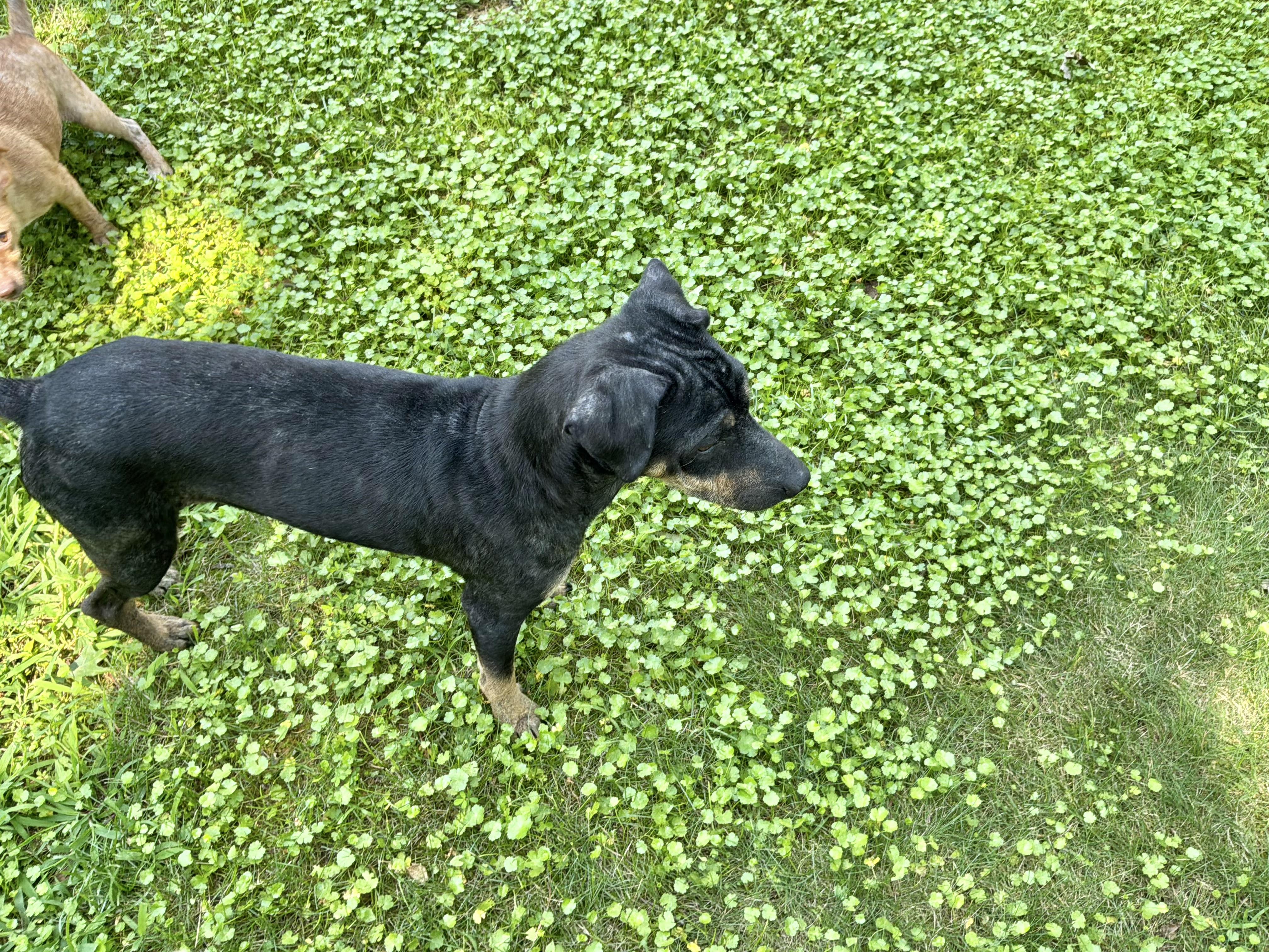 Henry, a ADOPTABLE mixed breed in Barnegat, NJ image 6/6