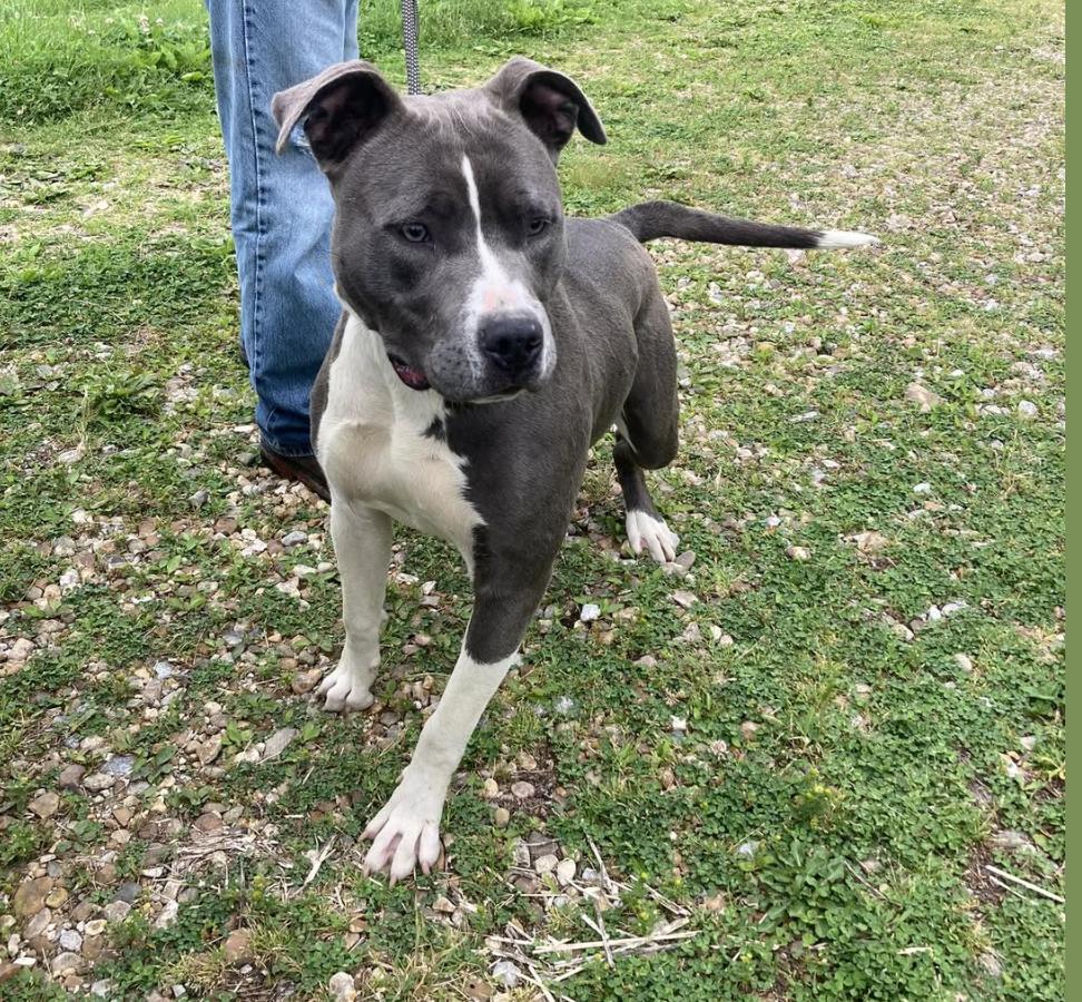 Mae, a Adoptable mixed breed in Vallonia, IN image 3/5