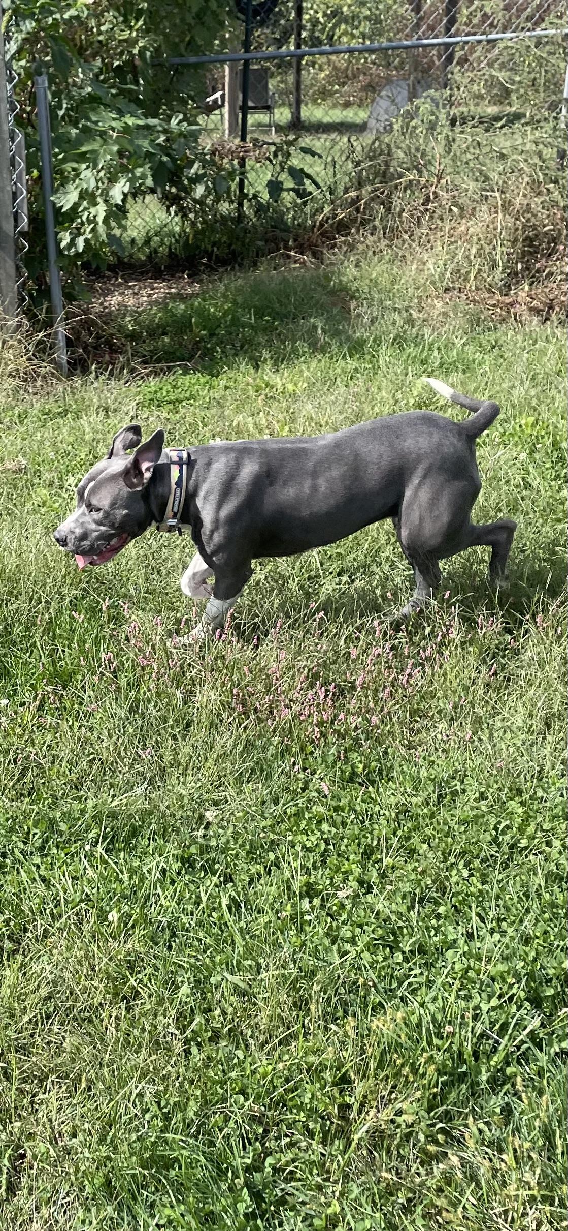 Mae, a Adoptable mixed breed in Vallonia, IN image 5/5