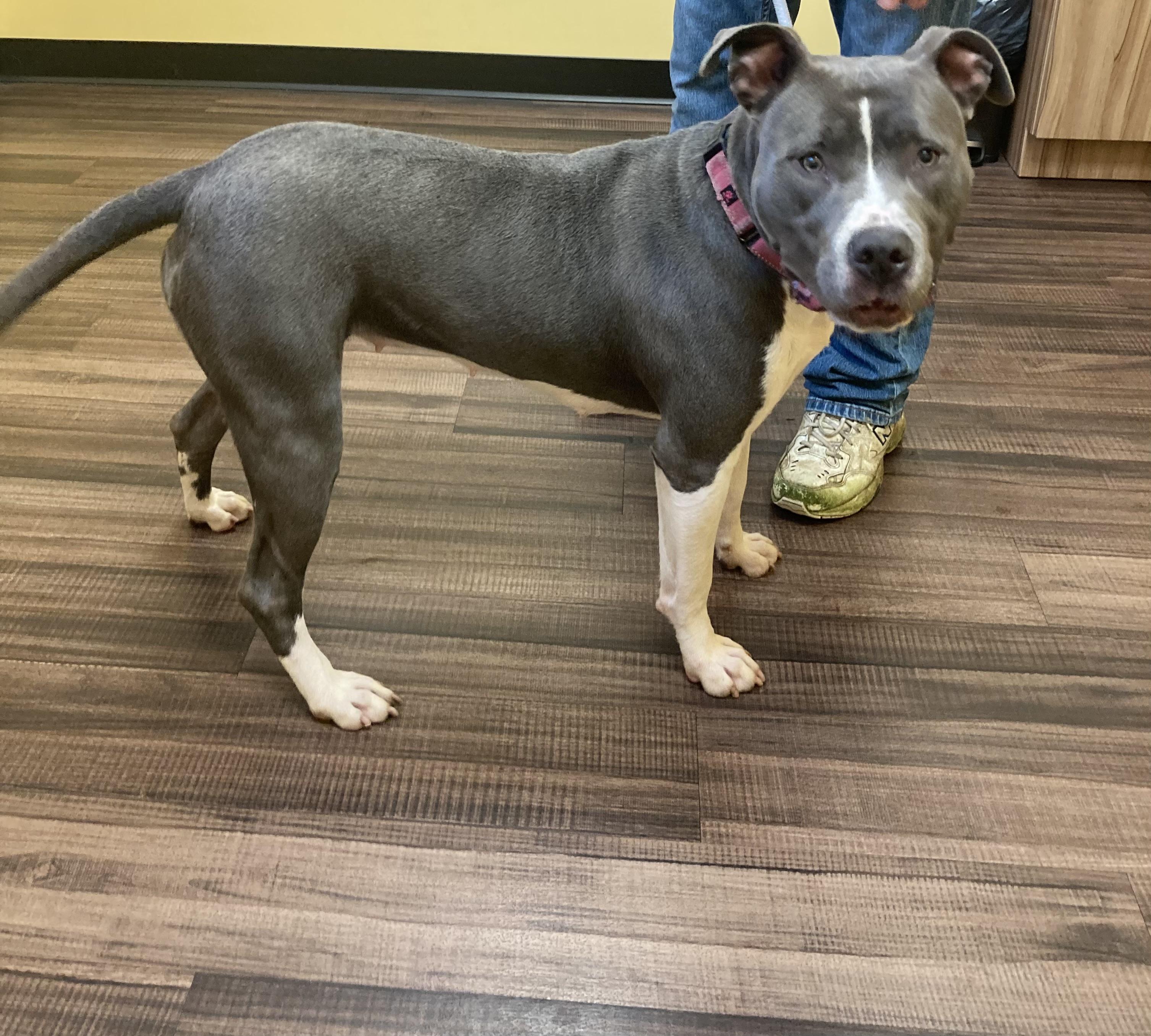 Mae, a Adoptable mixed breed in Vallonia, IN image 1/5