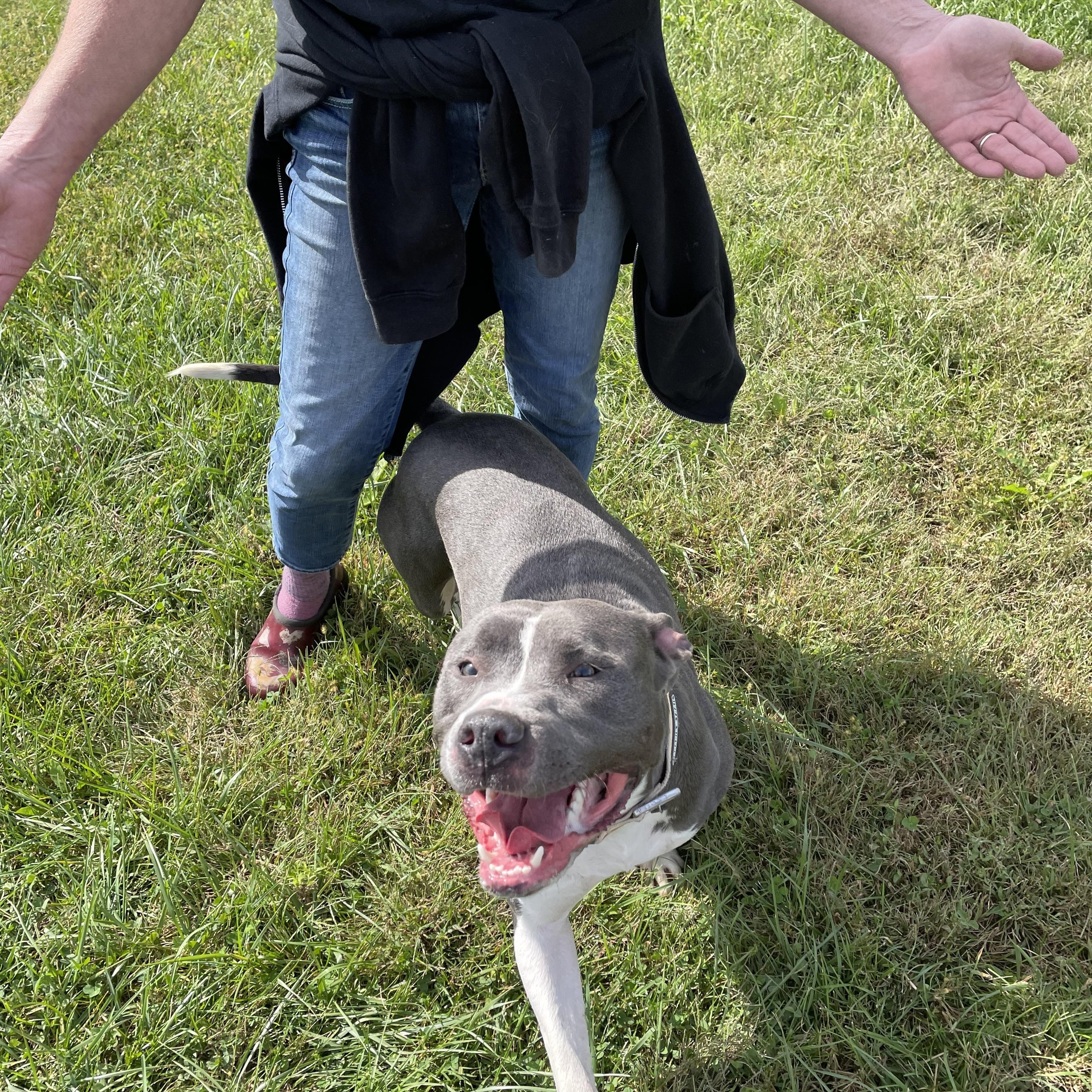 Mae, a Adoptable mixed breed in Vallonia, IN image 2/5