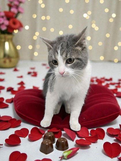 China, Adopted, Young Female Domestic Short Hair.