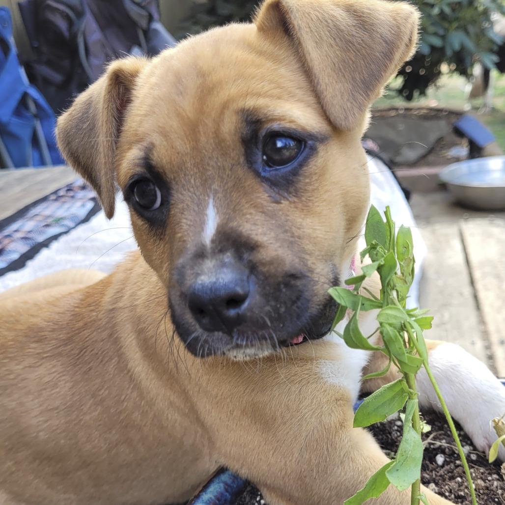 Boots, a Adoptable mixed breed in Allyn, WA image 1/2
