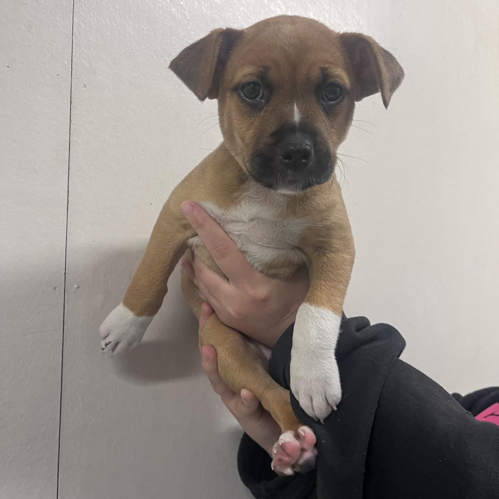 Boots, a Adoptable mixed breed in Allyn, WA image 2/2