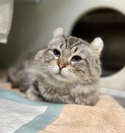 Rorik, Adoptable, Adult Male Domestic Short Hair.