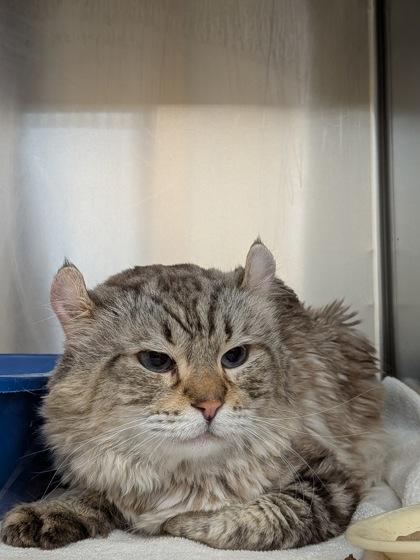 Enlarge Rorik, a Adoptable Domestic Short Hair in Montreal, QC image 2/2