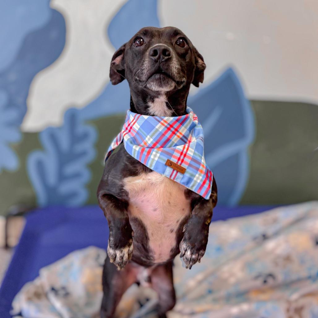 Doogie, Adoptable, Adult Male Terrier & Mixed Breed.