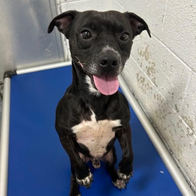 Enlarge Doogie, a Adoptable mixed breed in Springboro, OH image 3/6