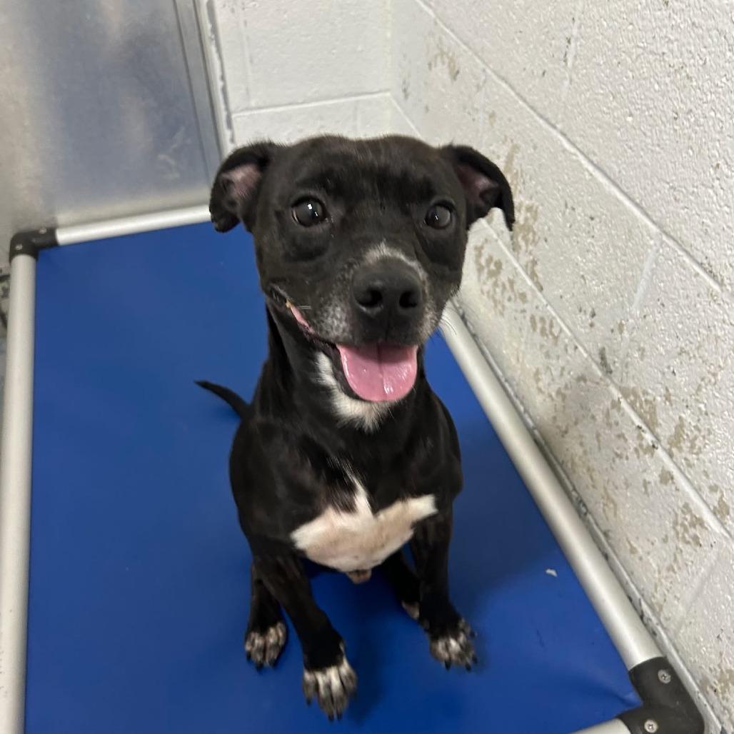 Enlarge Doogie, a Adoptable mixed breed in Springboro, OH image 4/6