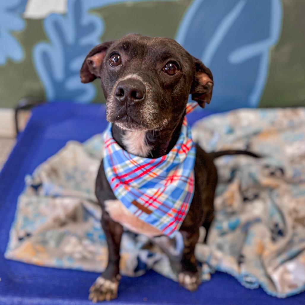 Enlarge Doogie, a Adoptable mixed breed in Springboro, OH image 5/6
