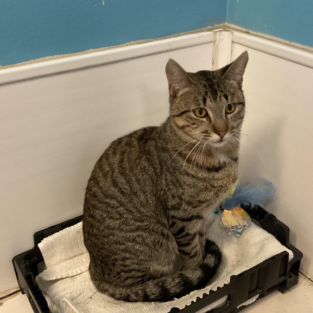 Enlarge Leopold, a Adoptable Domestic Short Hair in Monroe, LA image 1/1