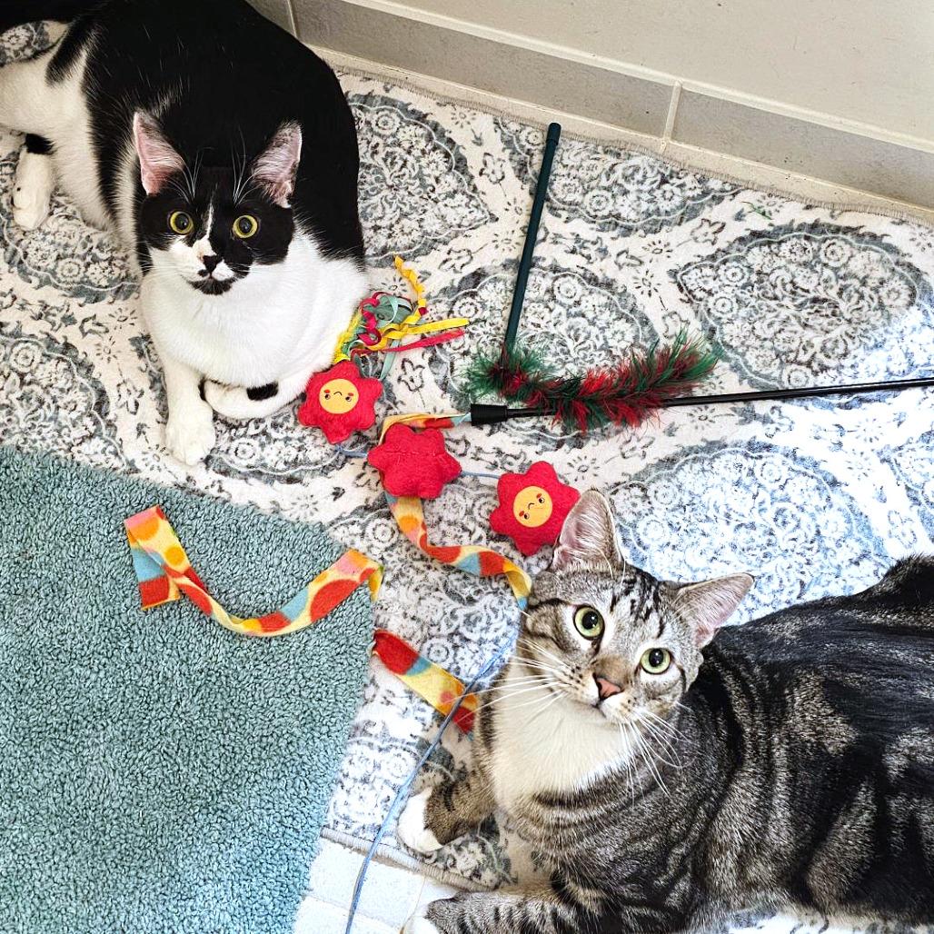 Bliss — thumbnail 3