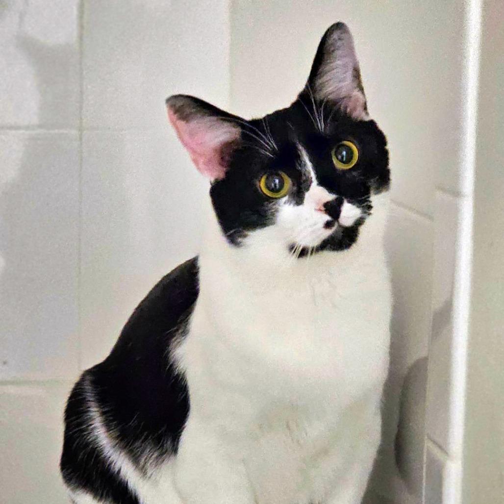 Bliss — thumbnail 4