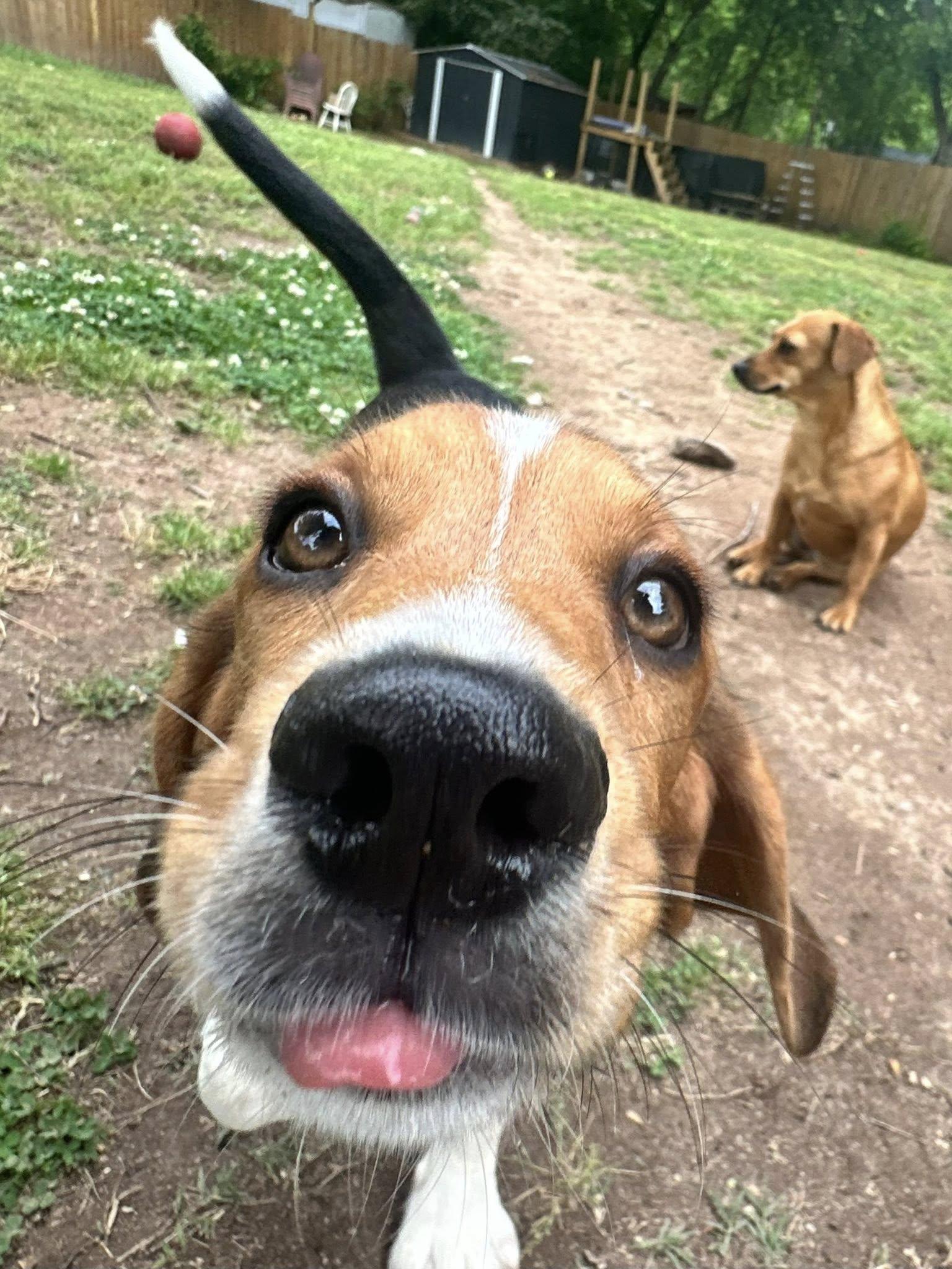 May, a Adopted Mixed Breed in Greenville, SC image 1/3