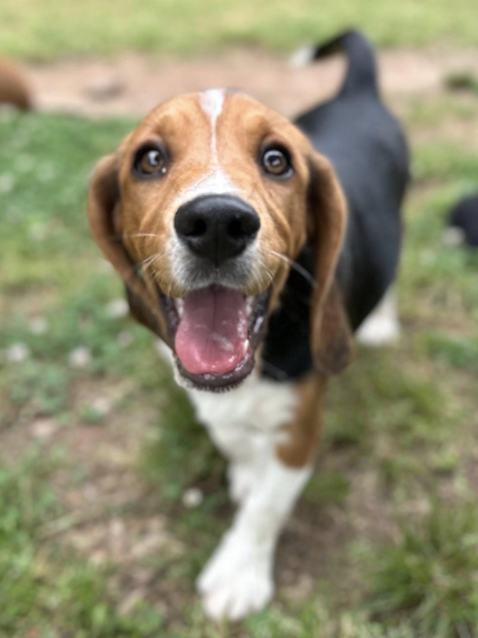 May, a Adopted Mixed Breed in Greenville, SC image 2/3