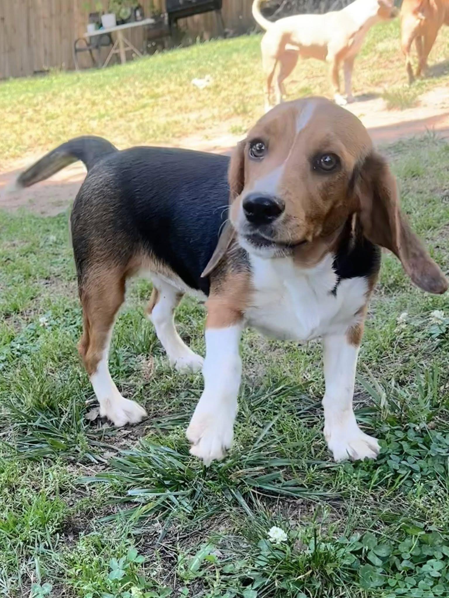 May, a Adopted Mixed Breed in Greenville, SC image 3/3