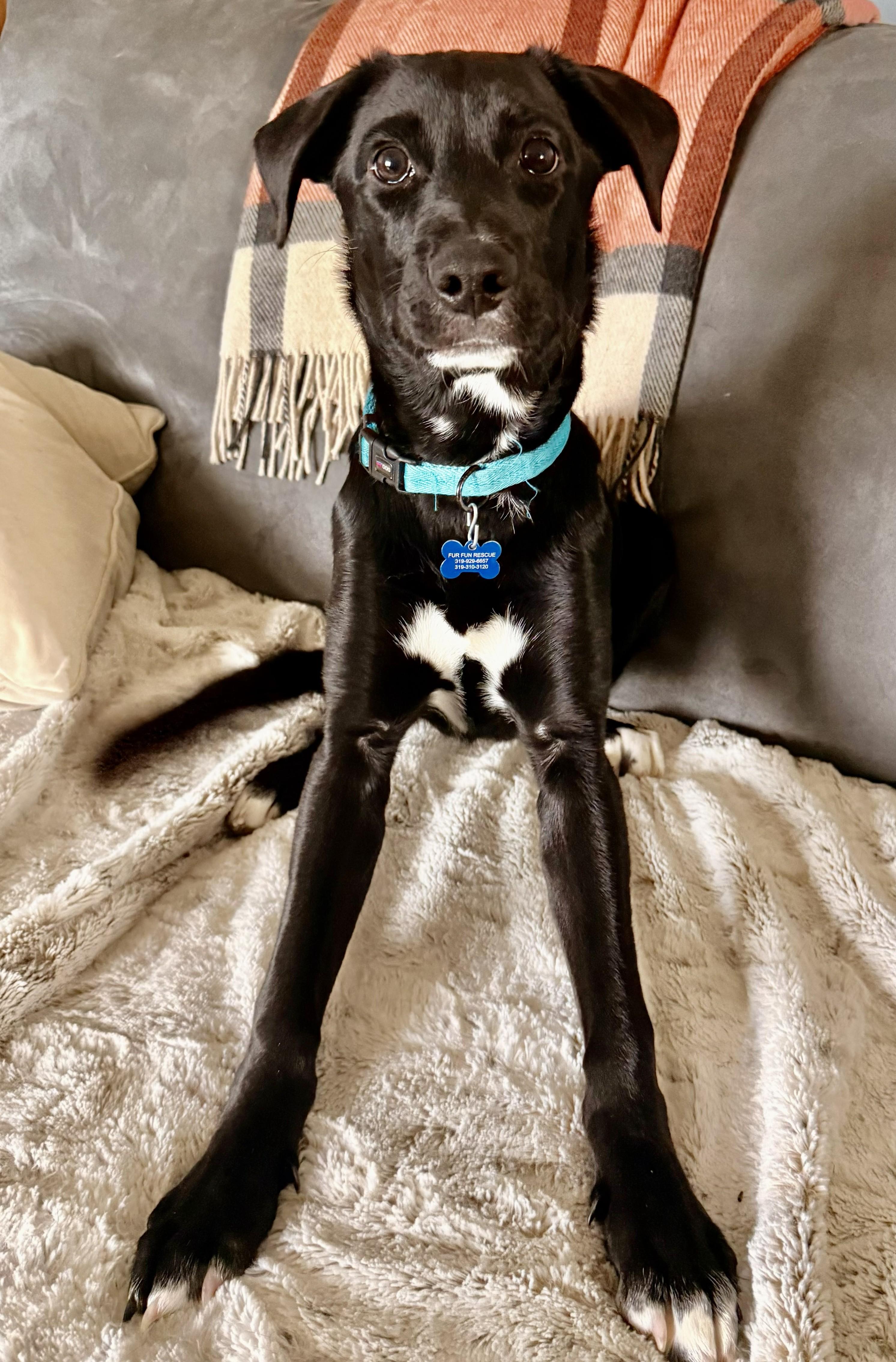 Juno, a ADOPTABLE mixed breed in Lisbon, IA image 5/6