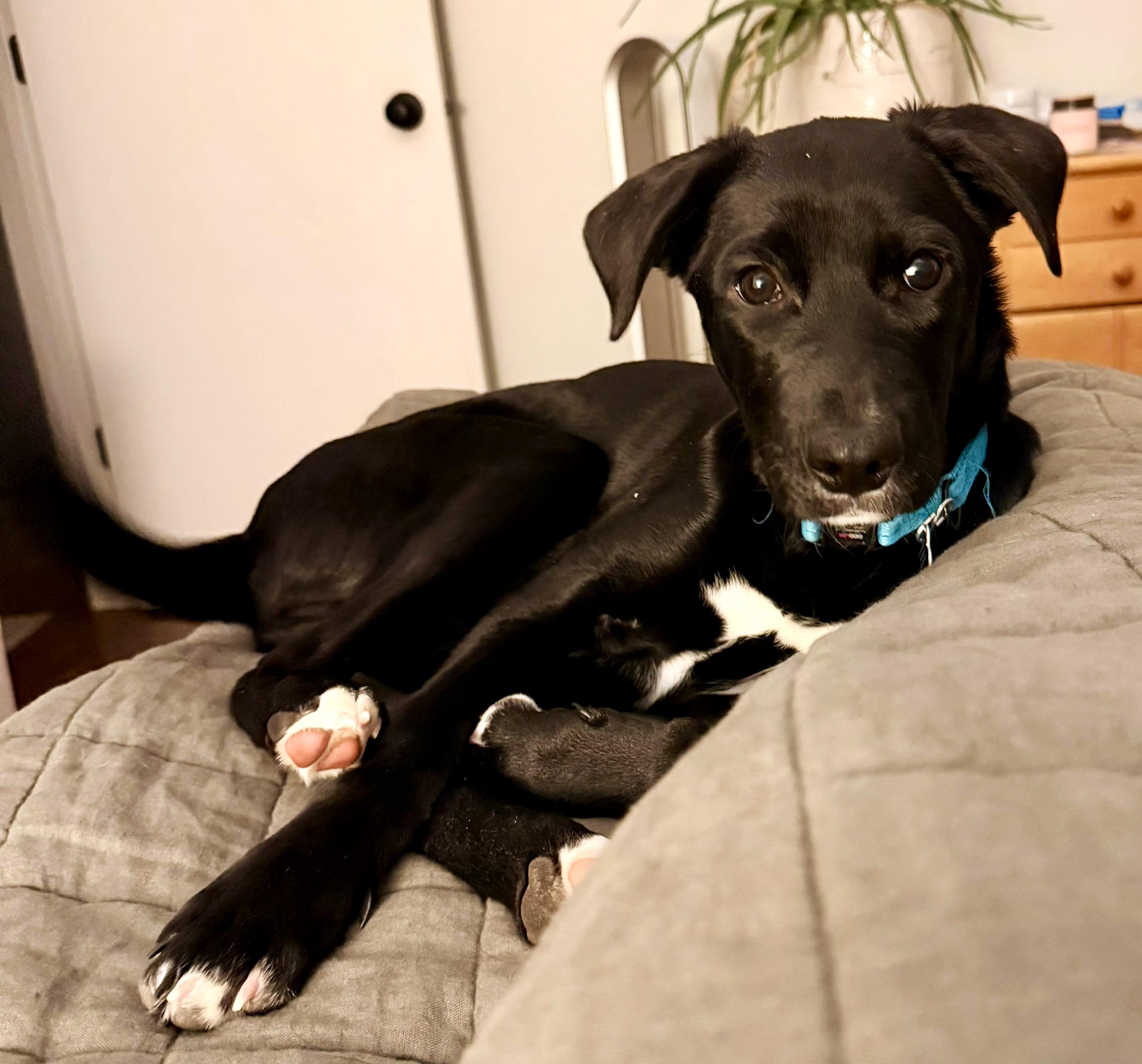 Juno, a ADOPTABLE mixed breed in Lisbon, IA image 2/6