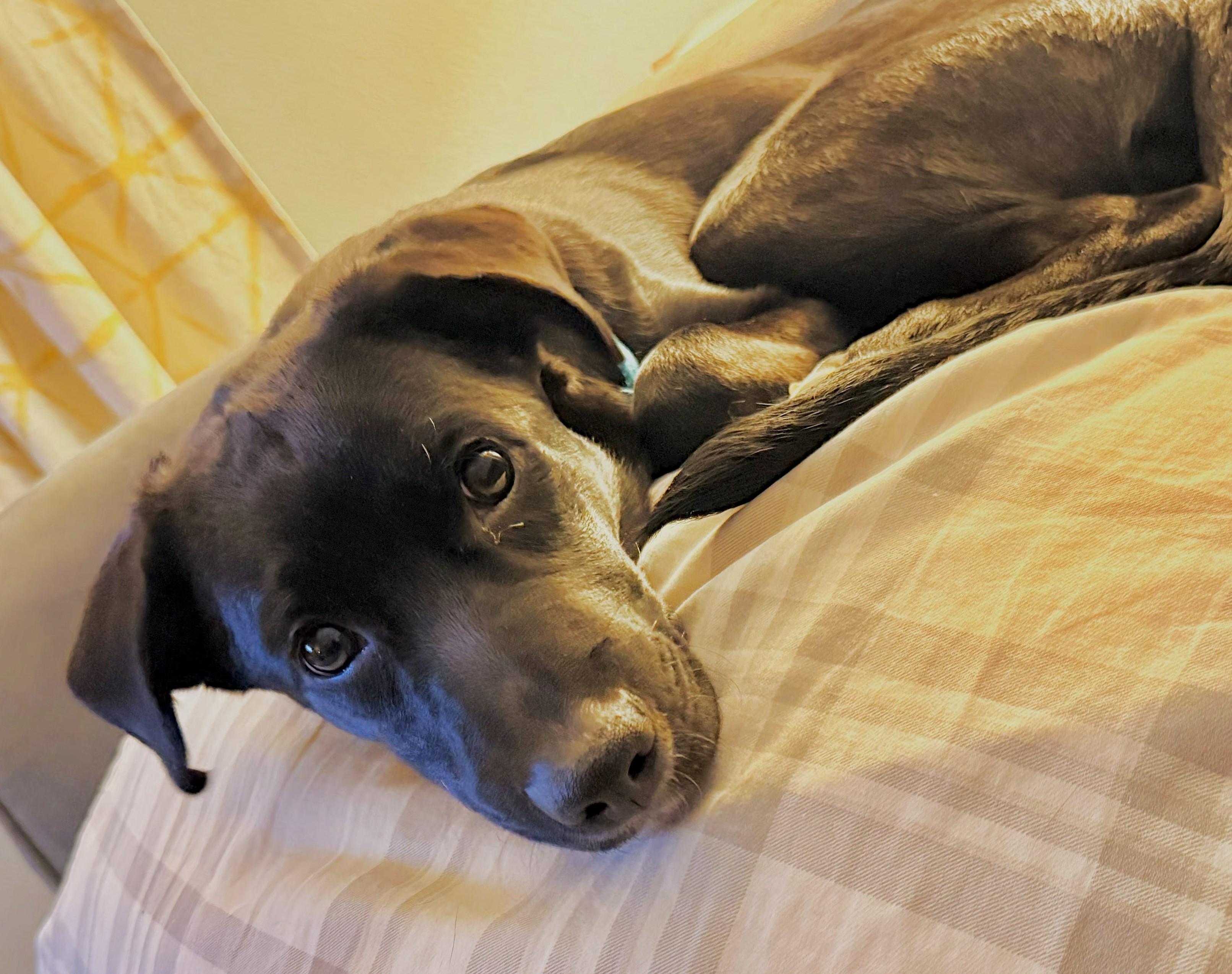 Juno, a ADOPTABLE mixed breed in Lisbon, IA image 6/6