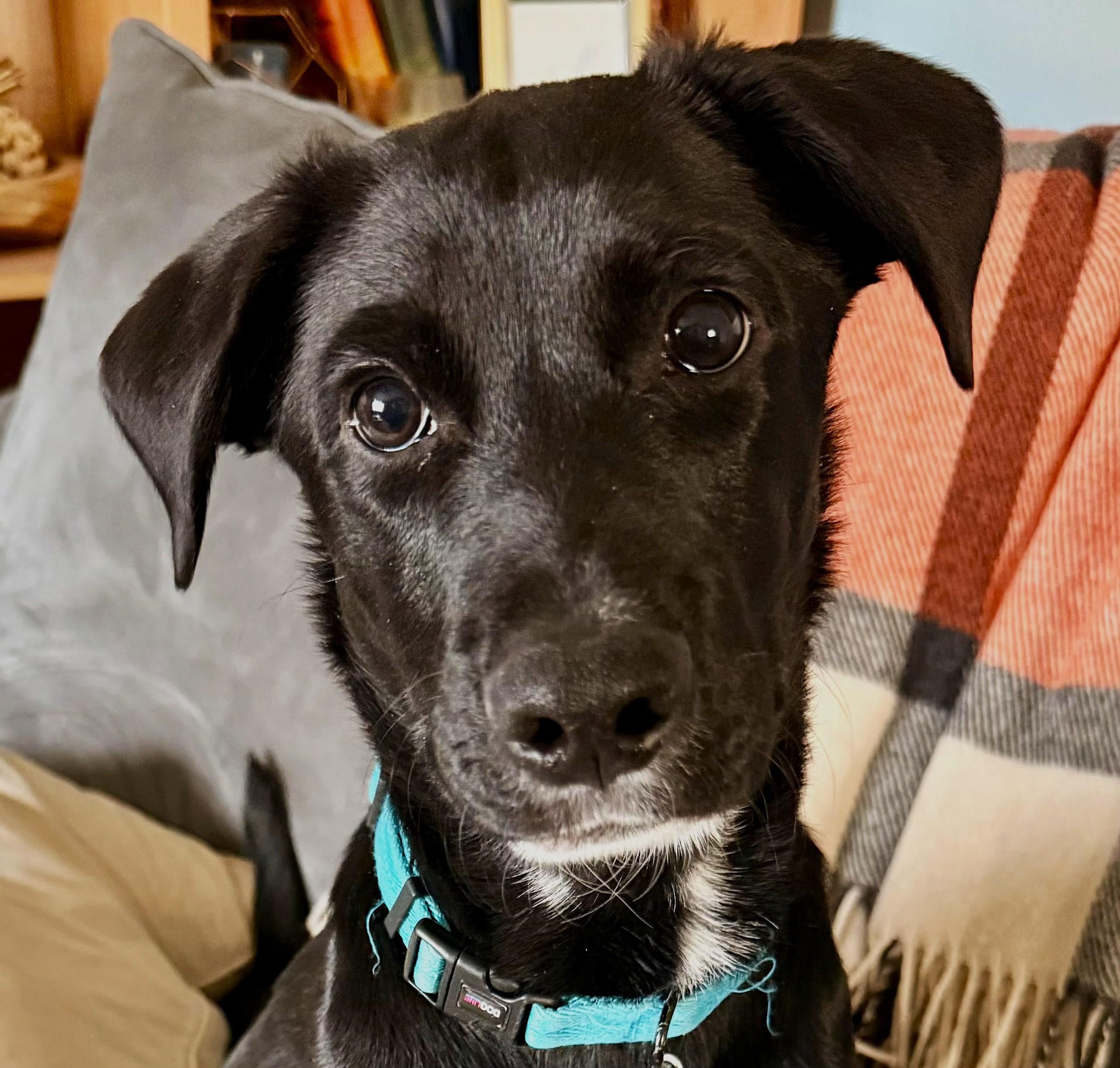 Juno, a ADOPTABLE mixed breed in Lisbon, IA image 4/6