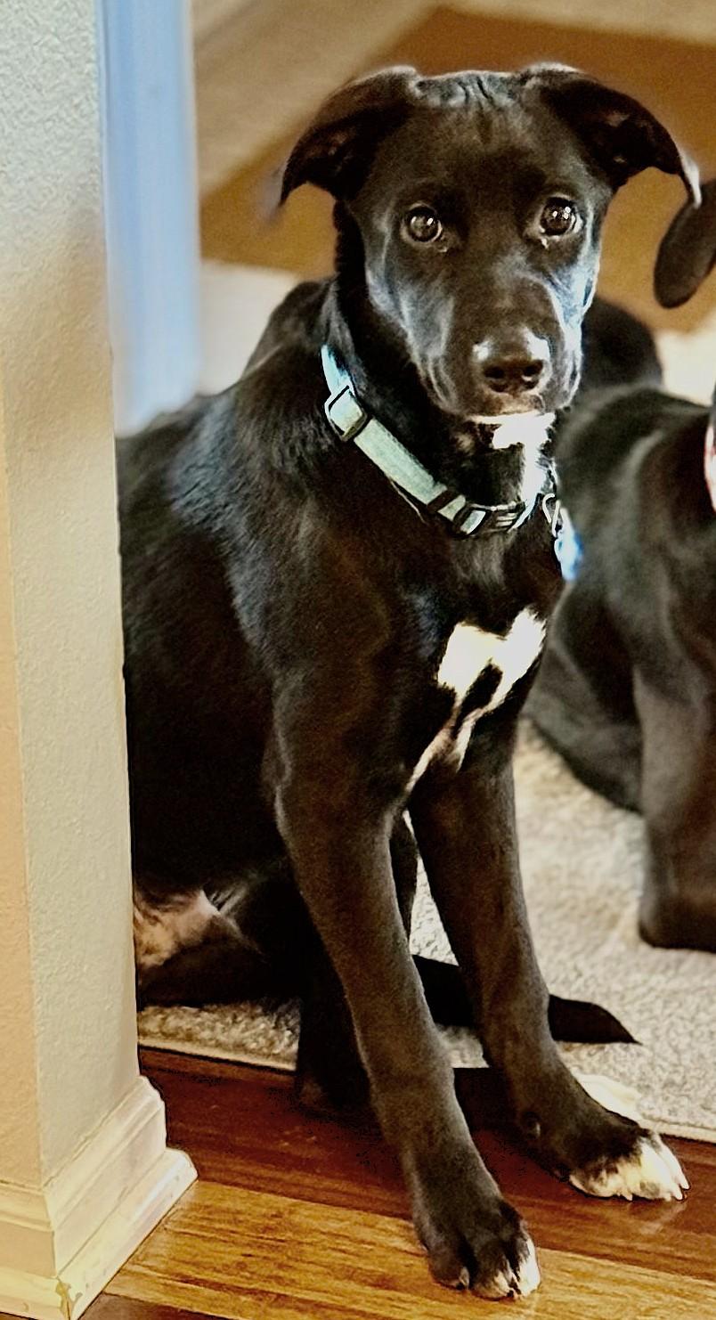 Juno, a ADOPTABLE mixed breed in Lisbon, IA image 3/6