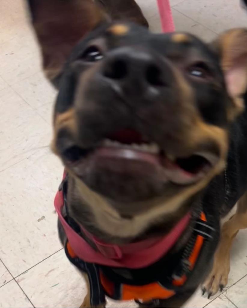 Daisy, Adoptable, Young Female American Bulldog & Jack Russell Terrier.