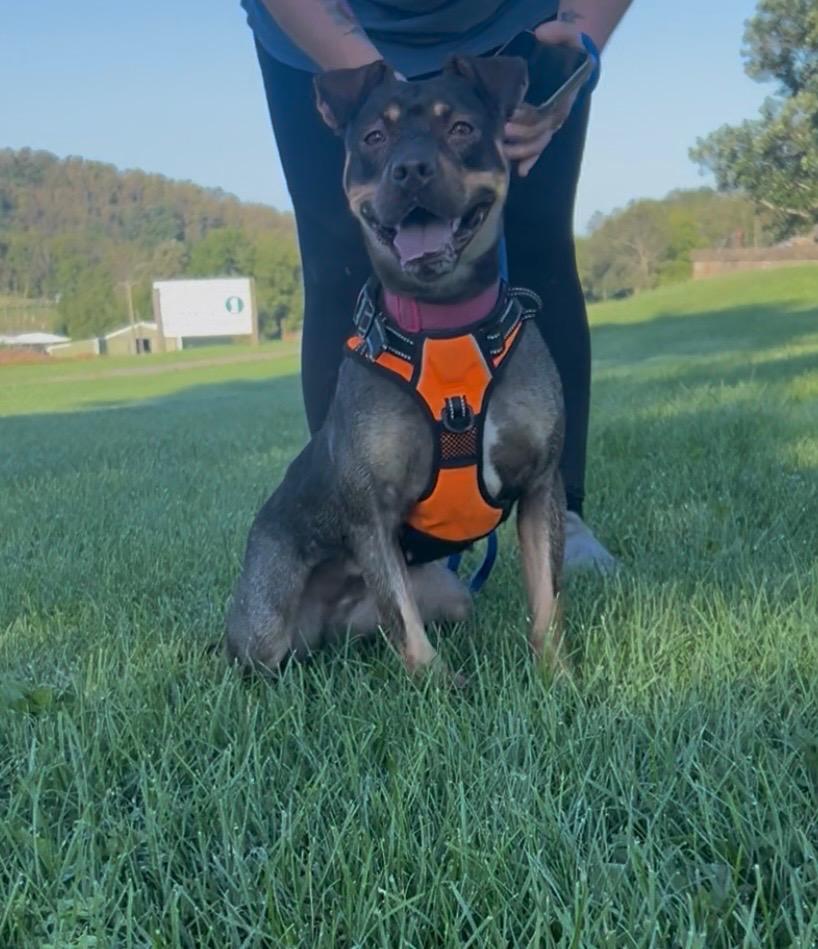 Enlarge Daisy, a Adoptable mixed breed in New Manchester, WV image 2/6