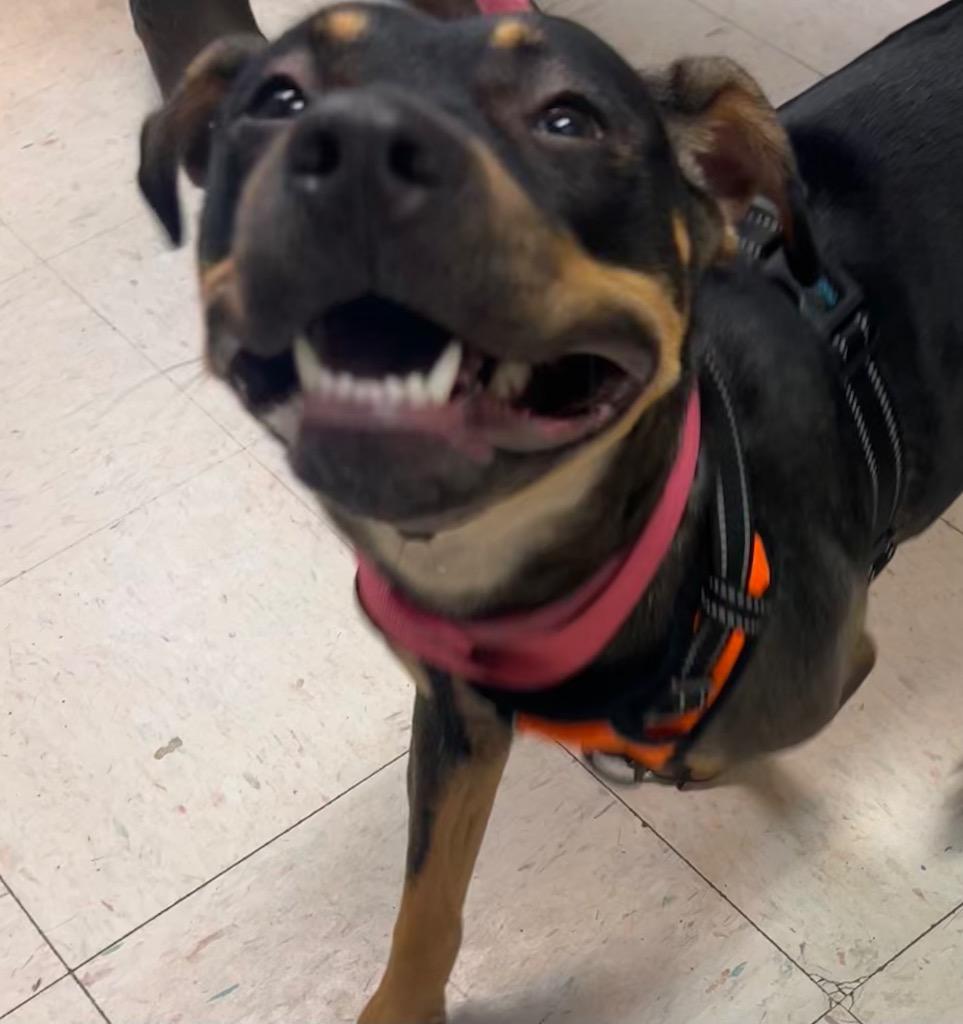 Enlarge Daisy, a Adoptable mixed breed in New Manchester, WV image 3/6