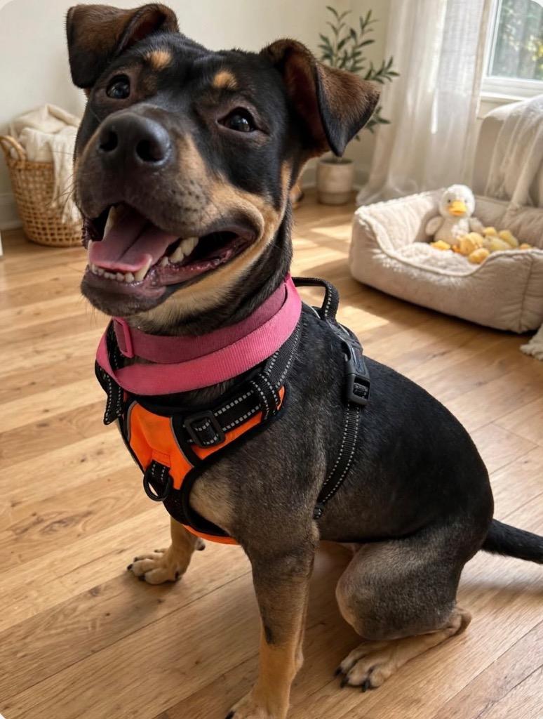 Enlarge Daisy, a Adoptable mixed breed in New Manchester, WV image 4/6