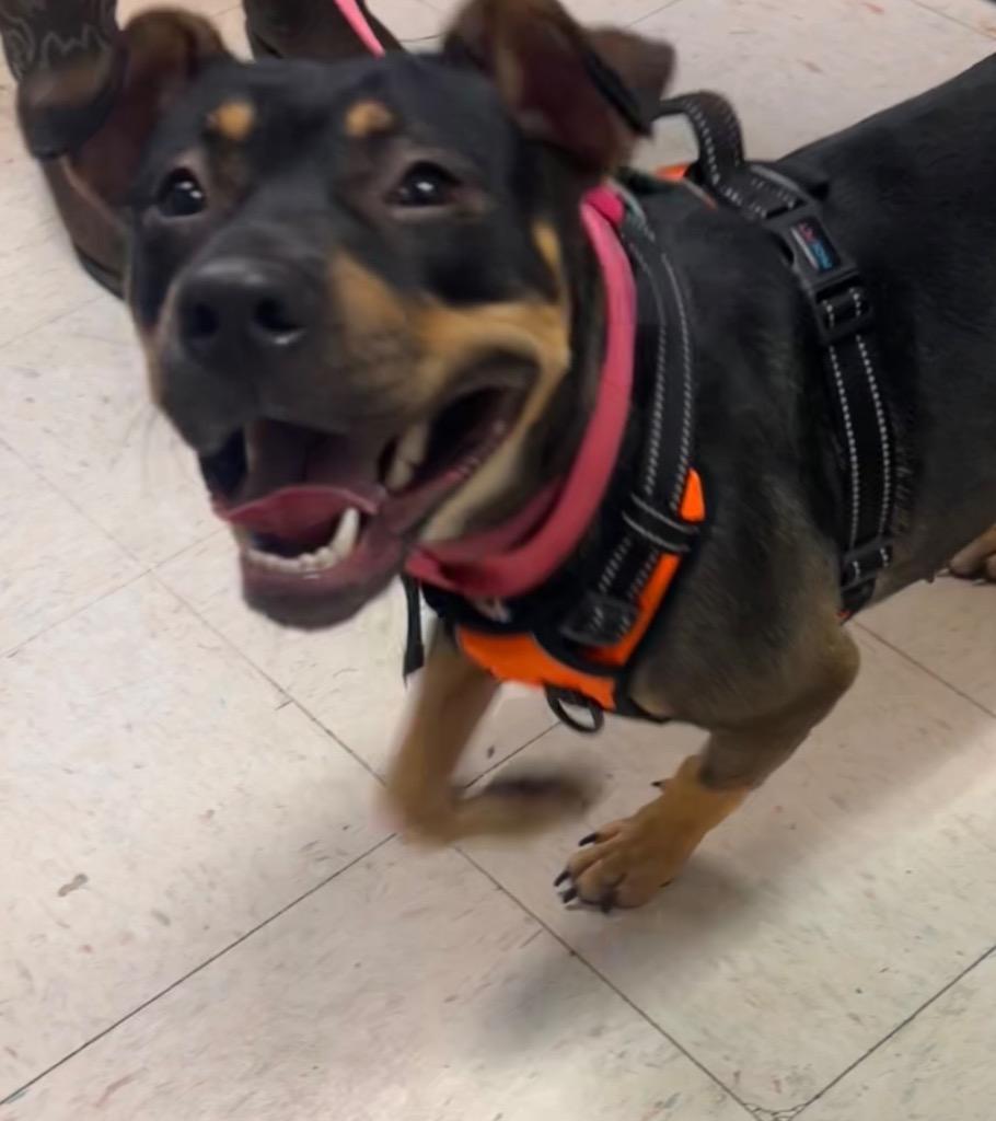 Enlarge Daisy, a Adoptable mixed breed in New Manchester, WV image 5/6