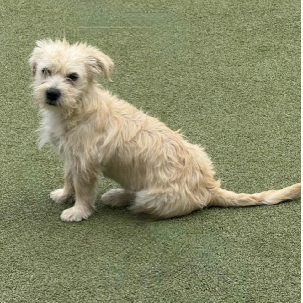 ollie, an adopted mixed breed in wausau, WI image 2/6