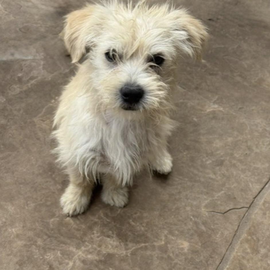 ollie, an adopted mixed breed in wausau, WI image 4/6