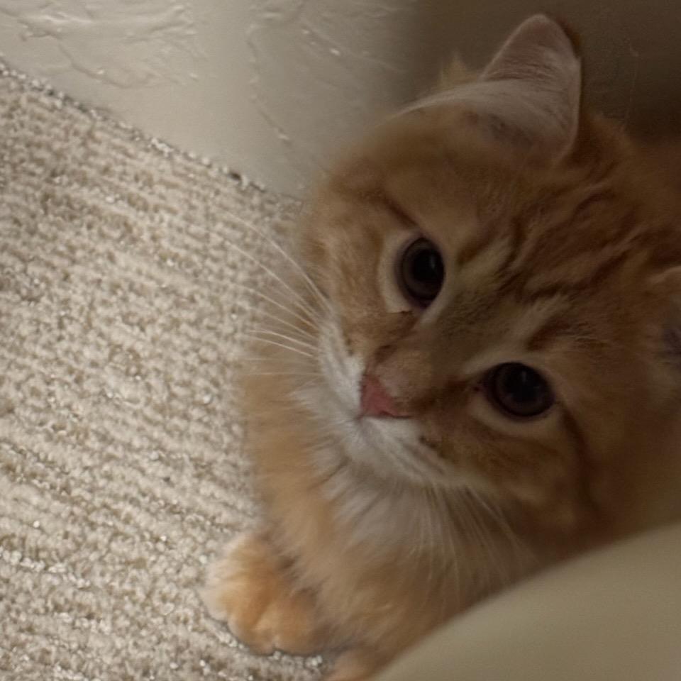 Lieutenant, a Adoptable Domestic Long Hair in Talent, OR image 2/3