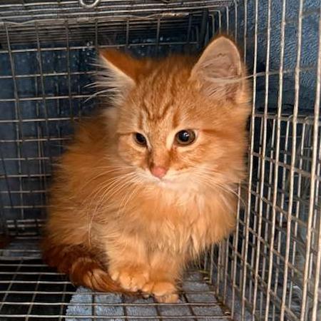 Lieutenant, a Adoptable Domestic Long Hair in Talent, OR image 3/3