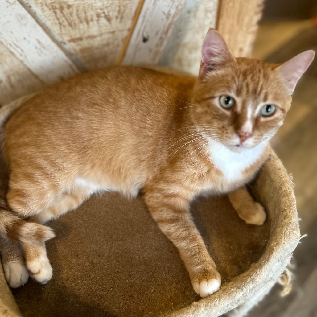 Colonel Spitfire, a Adoptable Domestic Short Hair in Nampa, ID image 2/2