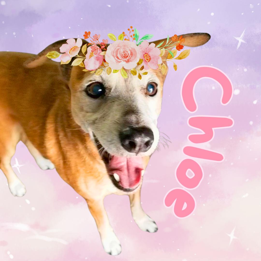 Chloe thumbnail 3