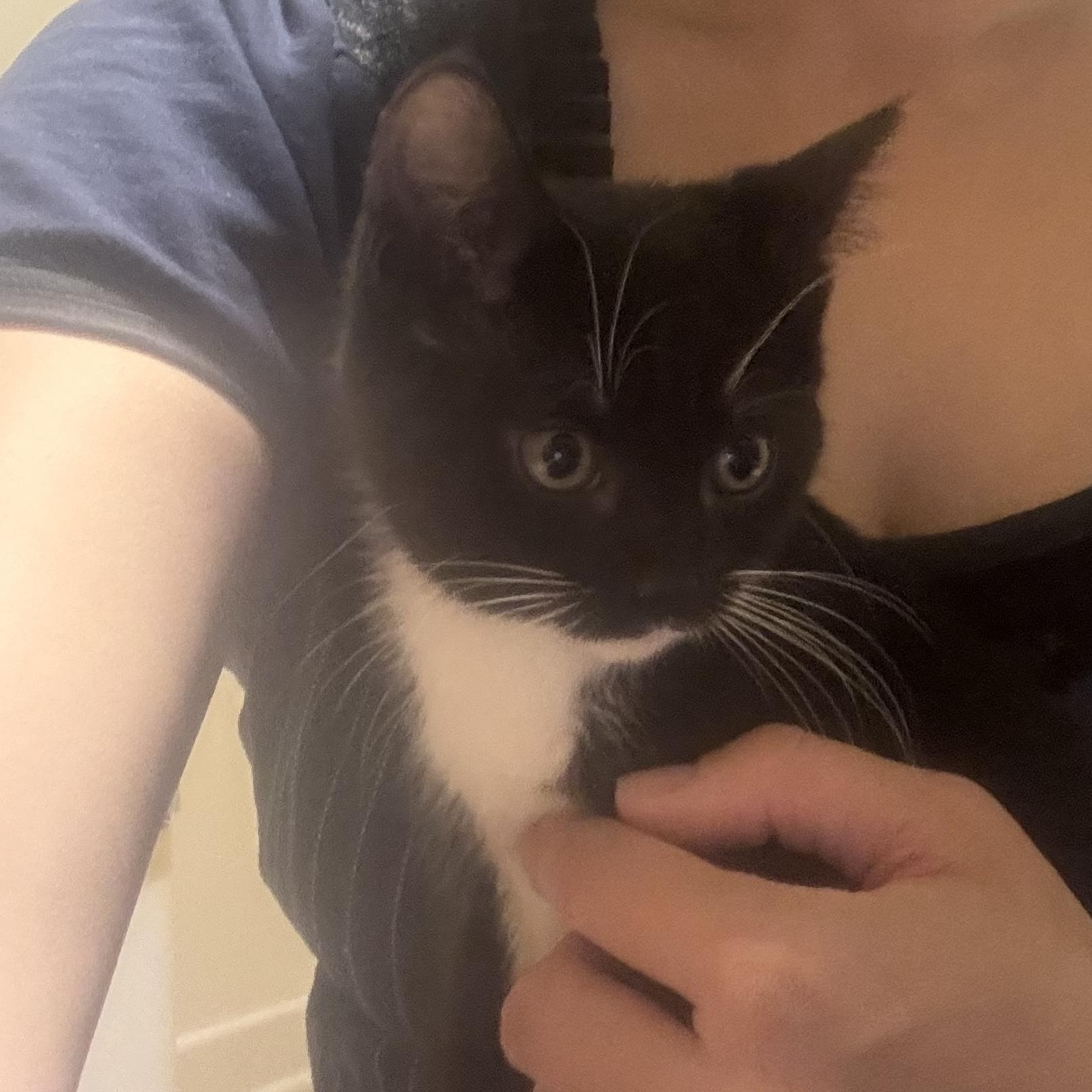 Enlarge Terri (Teresa Teng), a Adoptable Domestic Short Hair in Montreal, QC image 2/6