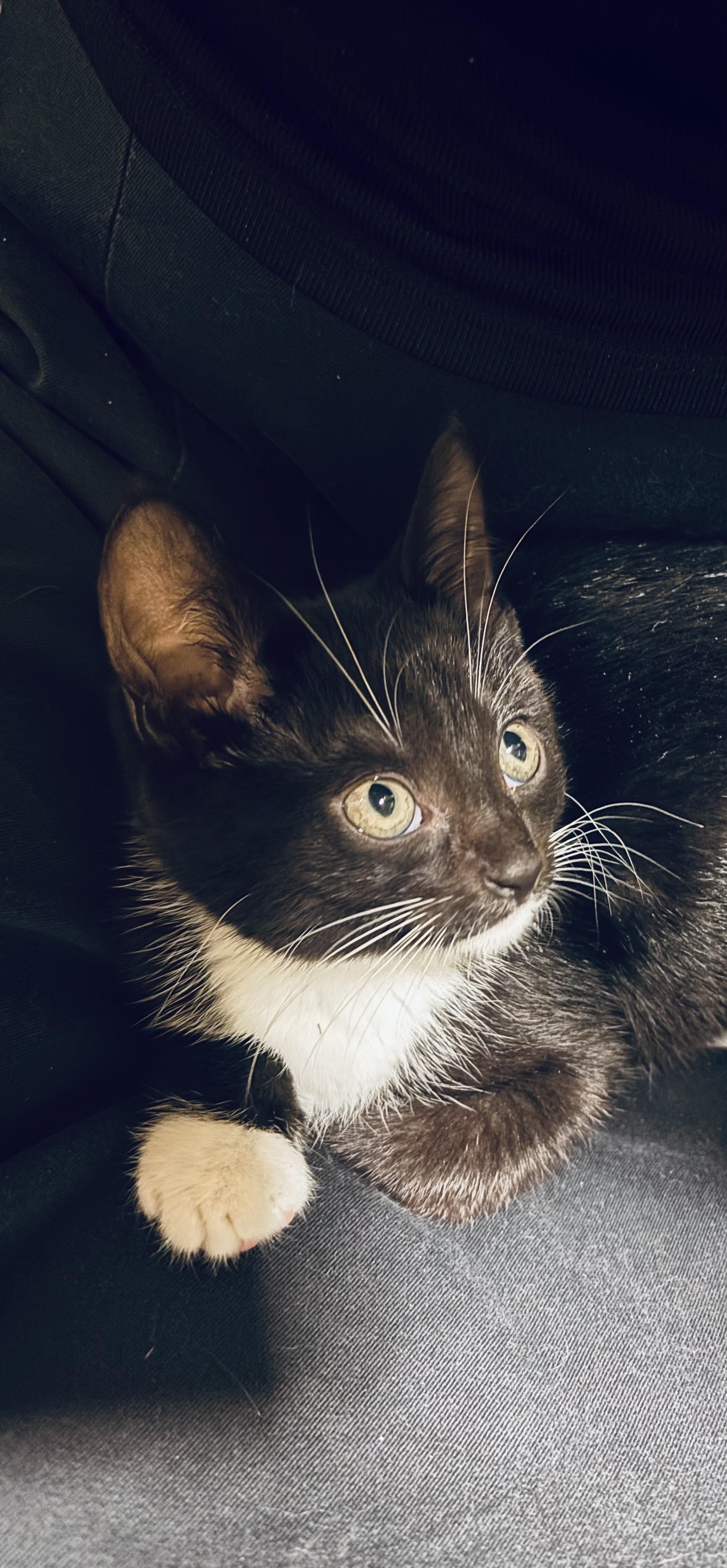 Terri (Teresa Teng), Adoptable, Kitten Female Domestic Short Hair.