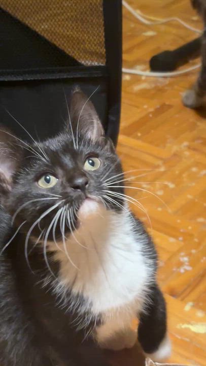 Enlarge Terri (Teresa Teng), a Adoptable Domestic Short Hair in Montreal, QC video 3/6