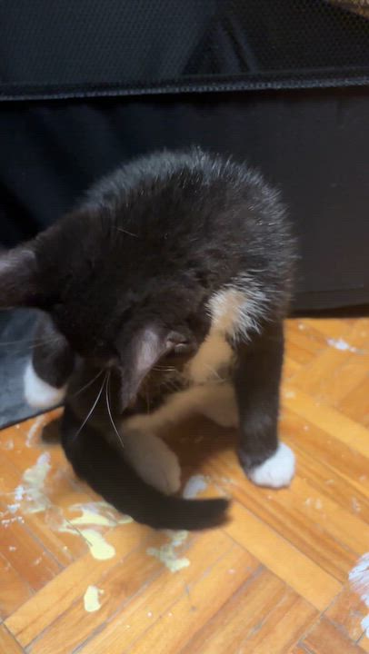 Enlarge Terri (Teresa Teng), a Adoptable Domestic Short Hair in Montreal, QC video 4/6