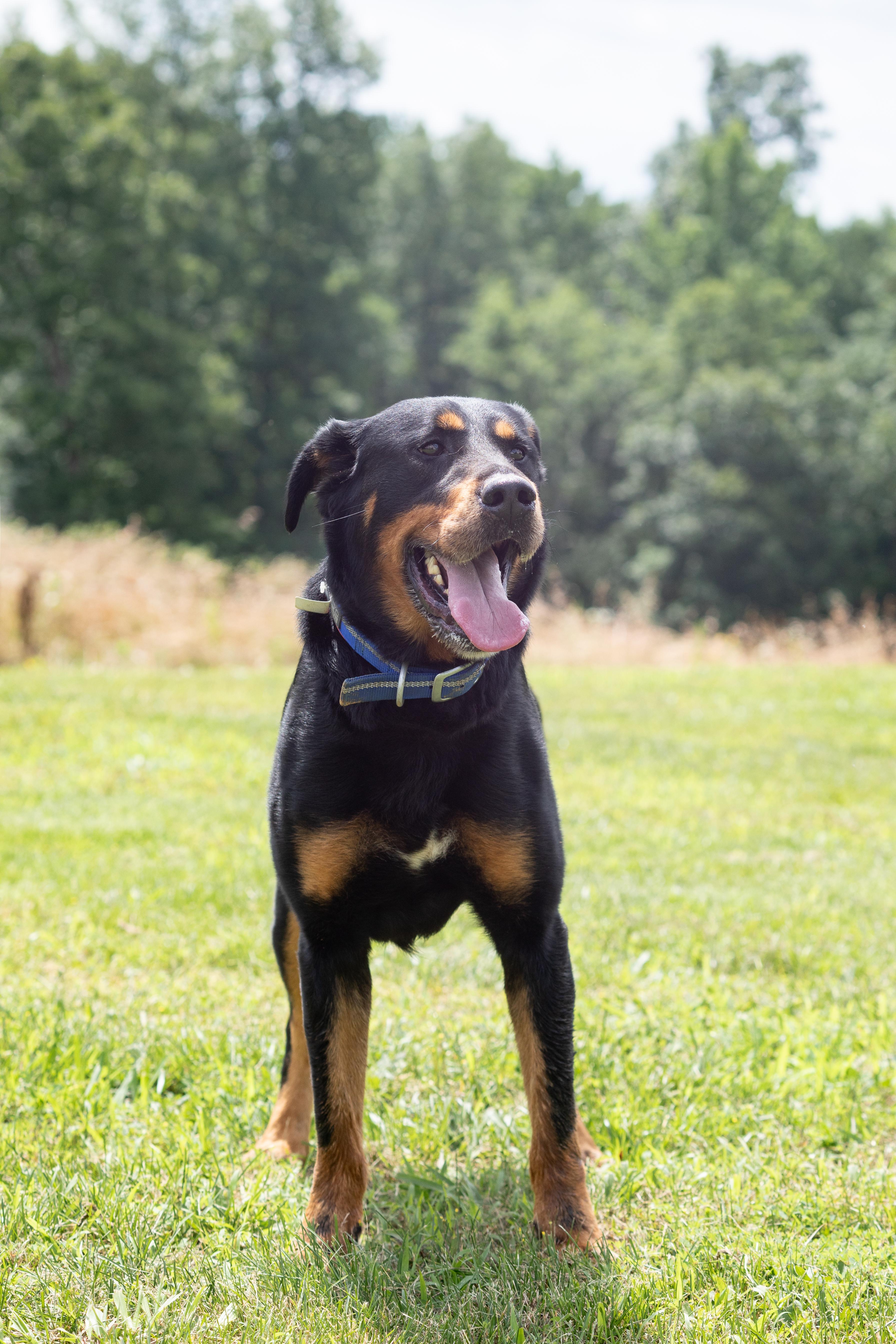 Buster, ADOPTABLE, Adult Male Rottweiler.
